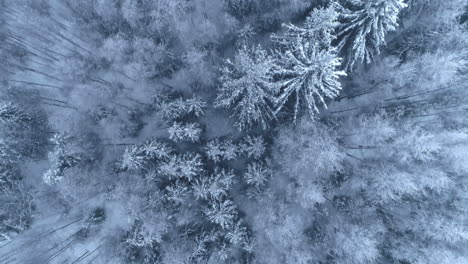 Aerial-Birds-Eye-Flying-Over-Snow-Covered-Spruce-And-Pine-Trees