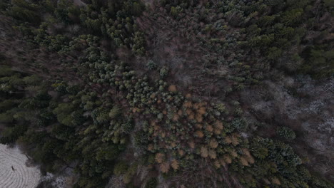 Flying-over-the-trees-and-overlooking-the-forest-during-a-light-beginning-snowfall