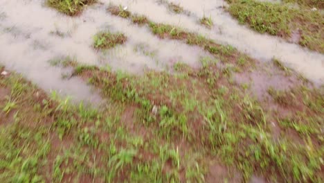 green-grass-and-waterlogged-ground-after-rain