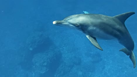 Dolphins-Swimming-Underwater---close-up-shot