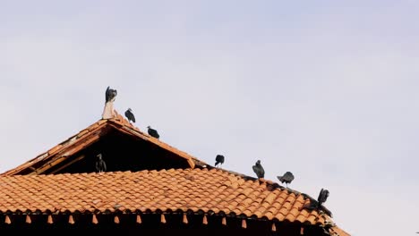 Group-of-vulture-birds-against-blue-sky-standing-over-the-tile-roof-of-a-building-in-a-sunny-summer-morning-in-Panama-City's-Causeway-of-amador