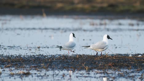 Black-headed-gull-on-spring-flooded-meadow-wetlands-feeding