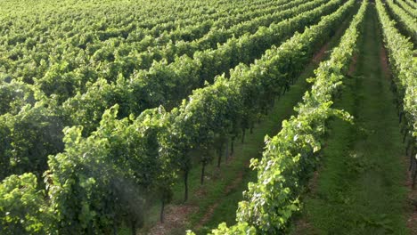 Warm-view-of-vineyard-branches-and-leaves-waving-in-summer-breeze