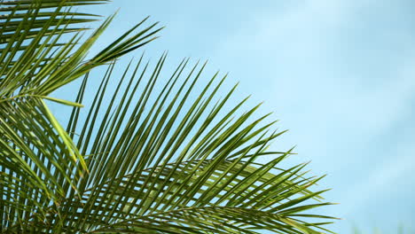 Nahaufnahme-Tropischer-Palmblätter,-Die-Sich-In-Zeitlupe-Im-Wind-Gegen-Den-Himmel-Wiegen