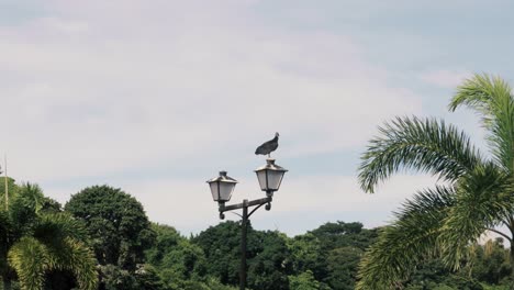 Two-birds-perched-on-top-of-a-lamppost,-gusting-coastal-winds-rocking-the-unstable-post-back-and-forth-forcing-one-of-the-birds-to-spread-its-wings-and-fly-off,-Panama-City