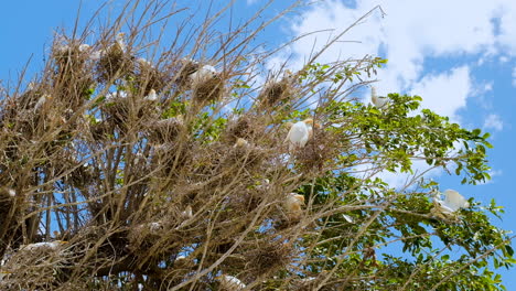 White-Cattle-Egrets-sitting-on-nests-in-tree