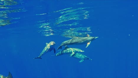 Group-Of-Dolphins-Swimming-In-The-Ocean-With-Sunlight-On-Water---underwater-shot