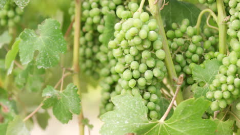 Close-up-of-Green-Grapes-on-the-Vine-at-the-Winery-vineyard
