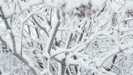 Close-up-of-frozen-frosty-leafless-tree-covered-with-snow-on-winter-day