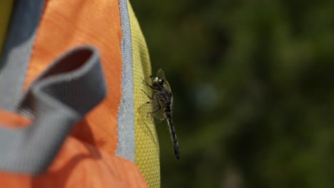 Schöne-Makro-Nahaufnahme-Seitenansicht-Einer-Schwarzen-Libelle,-Die-Auf-Dem-Hemd-Eines-Wanderers-Mit-Einem-Rucksack-Im-Grand-Tetons-National-Park-An-Einem-Warmen-Sonnigen-Sommertag-In-Wyoming,-Usa,-Thront