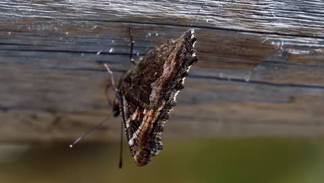 Schöne-Makro-nahaufnahme-Eines-Kleinen-Schmetterlings,-Der-An-Einem-Warmen-Sonnigen-Sommertag-Auf-Einem-Holzzaun-Im-Grand-teton-nationalpark-In-Der-Nähe-Von-Jackson-Hole,-Wyoming,-Usa-Steht