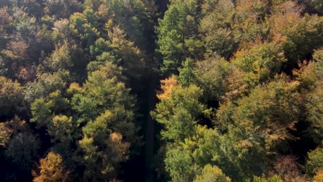 Drohnenvogelperspektive-über-Wald-Mit-Herbstfarben-Und-Naturlehrpfad