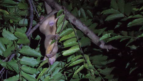 Kinkajou--feeding-at-night-in-Costa-Rica