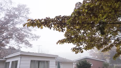 Densa-Niebla-Que-Oscurece-La-Vista-De-Un-Vecindario-De-árboles