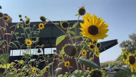 Sonnenblumen,-Die-Vom-Wind-Bewegt-Werden,-Mit-Backsteingebäude-Im-Hintergrund