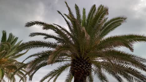 Palm-leaves-in-the-wind-against-a-gray,-cloudy-sky