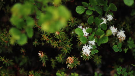 Small-White-Flower-Sits-Amongst-Bright-Green-Bush