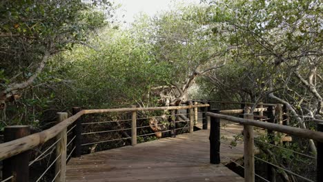 Inside-view-of-Kalba-Mangrove-forest,-also-known-as-Khor-Kalba,-is-located-in-the-northern-emirates-of-Sharjah,-United-Arab-Emirates