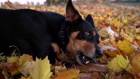 Dog-lying-down-on-fall-leaves-and-chewing-on-wooden-stick