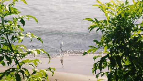 A-shot-looking-through-a-leafy-opening-onto-a-Great-Egret-bird-as-it-stands-in-the-shallow-waters-of-the-Panama-Canal-looking-for-food,-Beautiful-sights-from-the-Amador-Causeway-Boulevard,-Panama-City