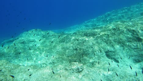 Peces-De-Arrecife-Bajo-El-Mar-Azul-Profundo-En-Cefalonia,-Grecia