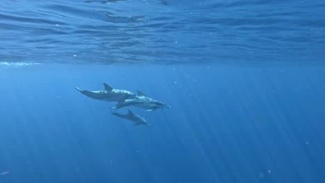 Delfines-Giradores-Nadando-En-Alta-Mar-En-Agua-De-Mar-Tropical