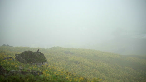 A-bird-resting-on-a-boulder-in-a-field-of-yellow-daisies-on-a-foggy-morning-in-Lomas-de-Manzano,-Pachacamac,-Lima,-Peru