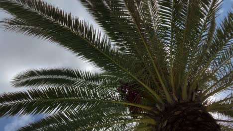 Palm-leaves-in-the-wind-against-a-blue-sky-with-white-clouds