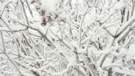 Close-up-of-totaly-frozen-and-covered-in-snow-tree,-cold-wintertime,-day