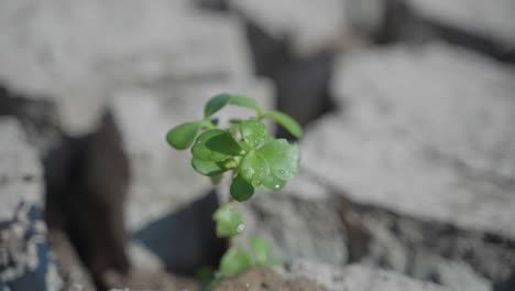 Hope-sprouts-through-as-water-rains-down-on-a-small-green-plant-in-the-middle-of-a-dry-barren-landscape