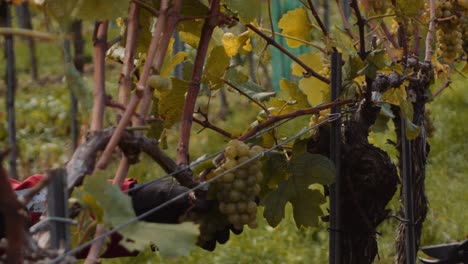 Harvesting-shears-being-used-to-cut-down-bunches-of-white-wine-grapes