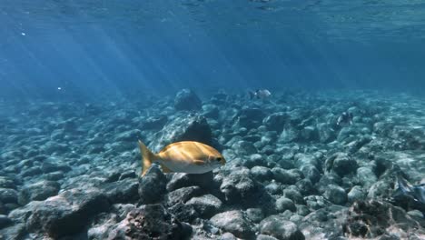 Reef-Fish-Swimming-In-The-Sea-With-Ray-Of-Sunlight