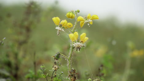 Closeup-shot-of-a-stalk-of-daisy-with-morning-dew-and-web,-Lomas-de-Manzano,-Pachacamac,-Lima,-Peru