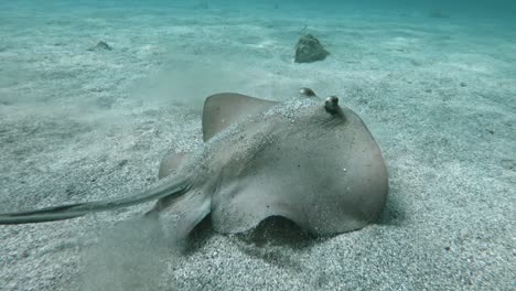 Stingray-Swimming-At-The-Bottom-Of-The-Ocean---close-up-shot