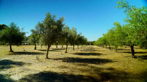 OLIVE-TREE-FARM-DAY-TIMELAPSE-BY-TAYLOR-BRANT-FILM