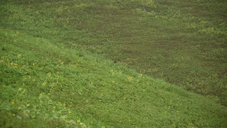 A-bird-resting-in-an-empty-grass-field-in-Lomas-de-Manzano,-Pachacamac,-Lima,-Peru