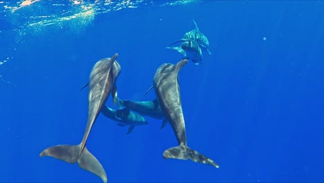 Eine-Gruppe-Delfine,-Die-Unter-Wasser-Schwimmen---Aufnahme-In-Zeitlupe