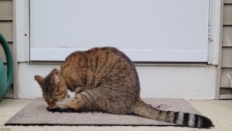 Beautiful-Brown-and-Black-Tabby-cat-grooms-and-cleans-himself-on-doorstep-outside-on-a-front-porch