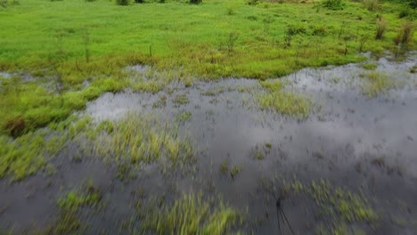 swamps-and-puddles-on-the-edge-of-a-tropical-forest