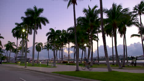 Palmen,-Die-In-Der-Morgendämmerung-In-Südflorida,-U