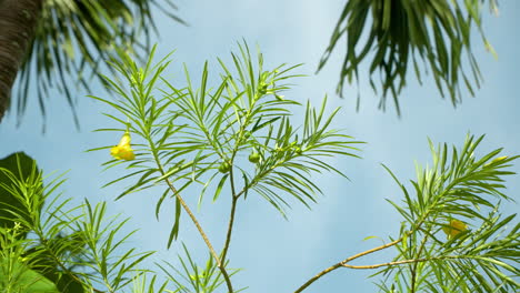 Cascabela-Thevetia-Evergreen-Tropical-Shrub-Tree-Branches-with-Yellow-Flower-and-Green-Fruit-Against-Blue-Sky