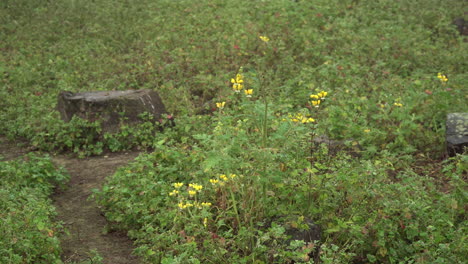 Still-shot-of-a-bush-of-yellow-daisies-in-Lomas-de-Manzano,-Pachacamac,-Lima,-Peru