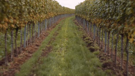 Beautifully-maintained-vineyard-in-Austria,-neat-rows-of-grapevines