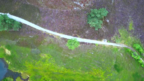 Top-down-footage-of-a-birch-tree,-zooming-out-while-rotating