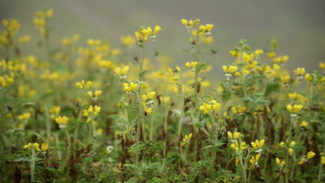 Closeup-shot-of-some-yellow-flowers-in-Lomas-de-Manzano,-Pachacamac,-Lima,-Peru