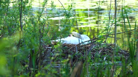 White-swans-sleeping-on-the-baby