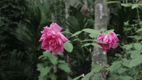 Close-up-gimbal-shot-of-pink-roses-in-nature