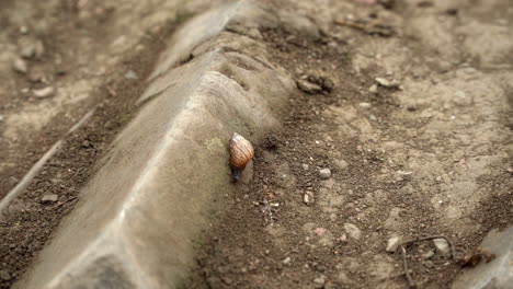 A-snail-crawling-slowly-on-a-dirt-road-in-Lomas-de-Manzano,-Pachacamac,-Lima,-Peru