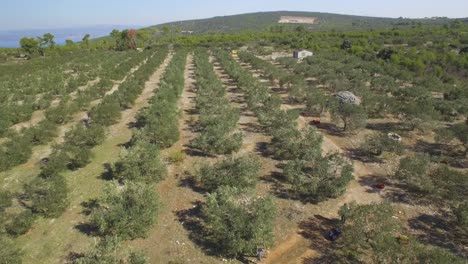 A-view-of-the-olive-grove-from-a-drone