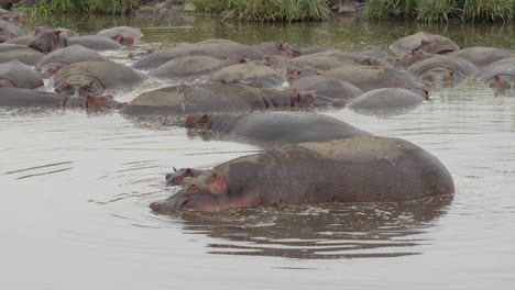 A-mother-hippo-stays-close-to-her-baby